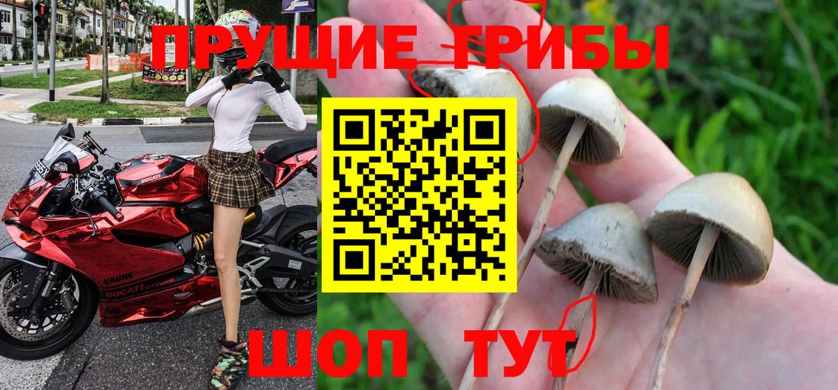 Псилоцибиновые грибы Psilocybine cubensis Сосновоборск